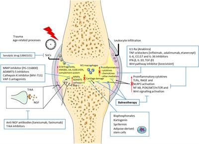 Immunological Events, Emerging Pharmaceutical Treatments and Therapeutic Potential of Balneotherapy on Osteoarthritis